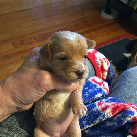 Color NA. . Puppies for sale erie pa